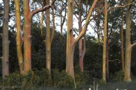 Regenbogeneukalyptus - zur Abwechslung mal vor Hana
